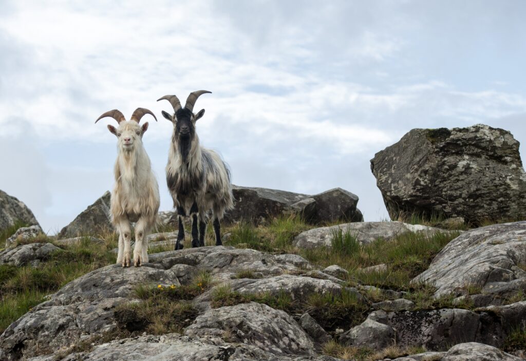 Wild Goats on Molls Gap